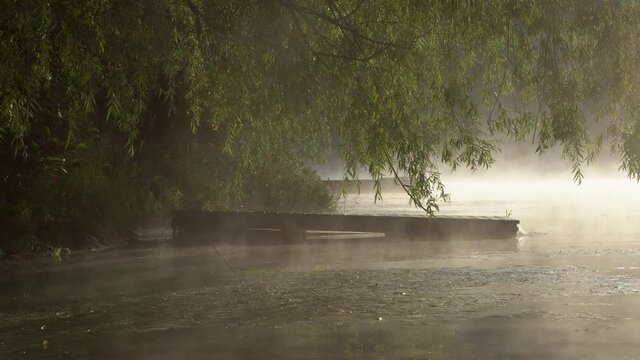 A dock is seen through a willow tree in the early morning misty sunrise.