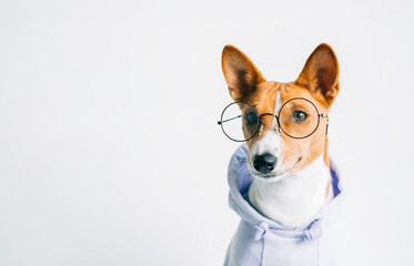 Portrait of funny red white basenji dog in eyeglasses and hoodie with copy space.