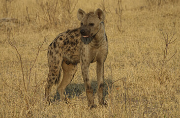 Spotted Hyena on African Savannah