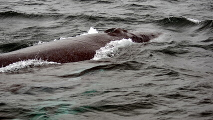 Blow hole of a humpback whale in Machalilla National Park, off the coast of Puerto Lopez, Ecuador