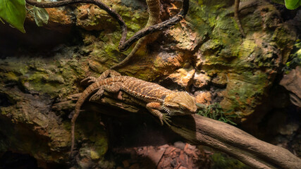 Common bearded dragon (Pogona barbata) on wood branch.
