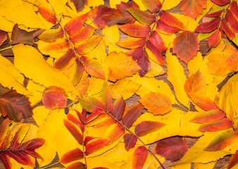 Beautiful autumn background of colorful bright leaves. nature autumn season