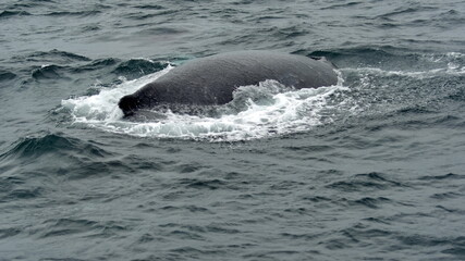Obraz premium Humpback whale in Machalilla National Park, off the coast of Puerto Lopez, Ecuador