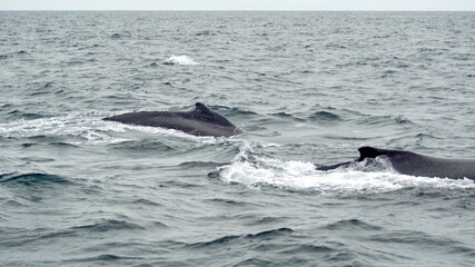 Naklejka premium Humpback whales in Machalilla National Park, off the coast of Puerto Lopez, Ecuador
