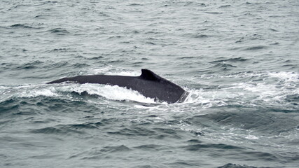 Fototapeta premium Humpback whale in Machalilla National Park, off the coast of Puerto Lopez, Ecuador