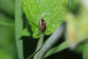 Halyomorpha Halys insect macro photo