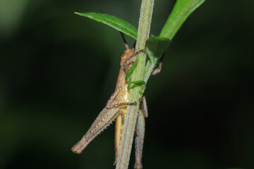 rufous grasshopper insect macro photo