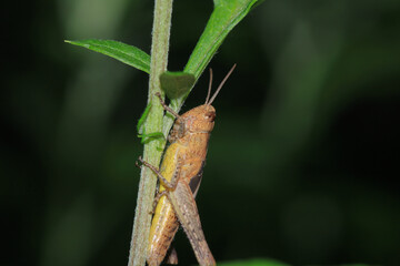 rufous grasshopper insect macro photo