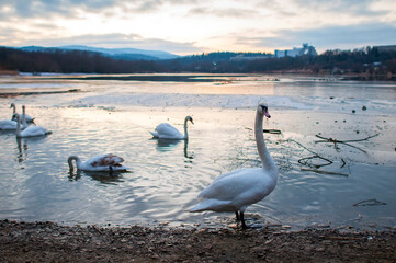 White swans stand in the water. Reflections of the golden sun in a blue pond.