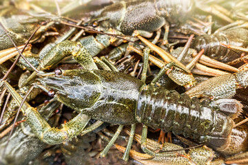 Live river crayfish close-up on a blurry background