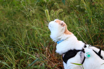 自然の香り　猫の嗅覚