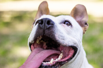 Friendly dog smile, looking away. Playing in the public park