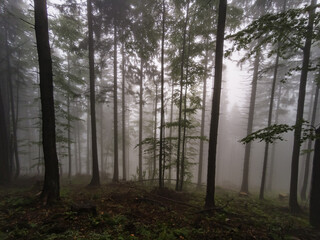 Forest in the fog - Babia Gora Mountain - Beskidy Mountains