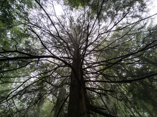 Obraz premium Forest in the fog - Babia Gora Mountain - Beskidy Mountains