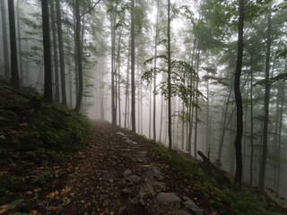 Forest in the fog - Babia Gora Mountain - Beskidy Mountains