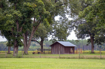A wooden barn sits in a pecan orchard against a background of a cotton field and pine plantation, Georgia, USA.