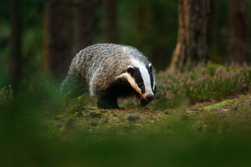 Badger at sunrise. European badger, Meles meles, in green pine forest. Hungry badger sniffs about food in moor. Beautiful black and white striped beast. Cute animal in nature habitat. Morning sunrays. - obrazy, fototapety, plakaty