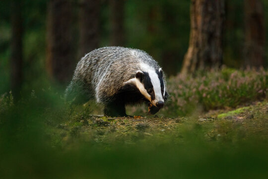 Badger at sunrise. European badger, Meles meles, in green pine forest. Hungry badger sniffs about food in moor. Beautiful black and white striped beast. Cute animal in nature habitat. Morning sunrays.