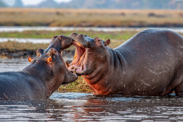 African wild hippopotamus fighting playing in Botswana, Africa
