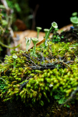Clove green mushroom growing in the moss.