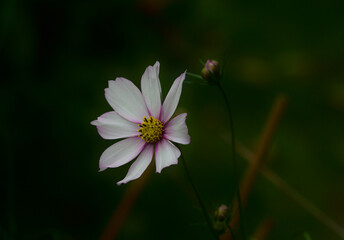 Cosmos, mexican aster, white and purple petals on a dark background.