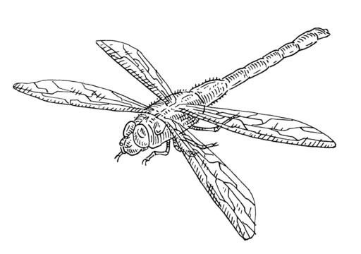 Dragonfly. Vintage hatching monochrome black illustration. Isolated on white