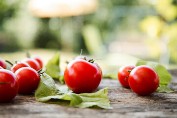 tomatoes on the vine