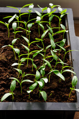 Lush green plants growing in a box in detail.