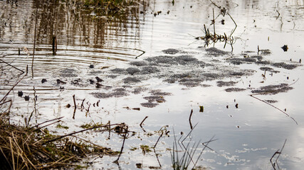 Frog fry in pond water with plants and frogs.