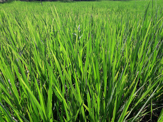 green rice field in the daylight