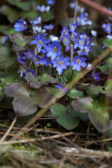 Blue flowers of liverwort in detail.