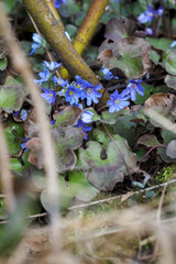 Blue flowers of liverwort in detail.