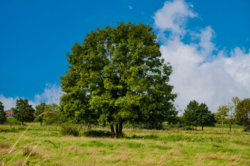 Fototapeta premium Highly cultivated agricultural grassland with a big old tree and a farm in the background