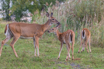  white-tailed deer female with babies