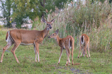 Naklejka na ściany i meble white-tailed deer female with babies