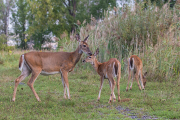 Naklejka na ściany i meble white-tailed deer female with babies