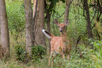 white-tailed deer Fawn in summer