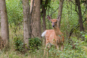 white-tailed deer Fawn in summer