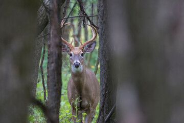 white-tailed deer (Odocoileus virginianus) in autumn
