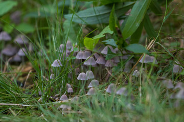 Japanese umbrella mushrooms, Parasola Plicatilis