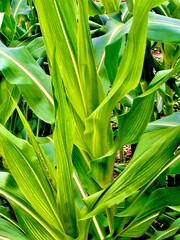Fototapeta premium green corn field