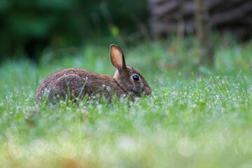 eastern cottontail (Sylvilagus floridanus) in morning light