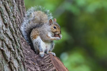 Badezimmer Foto Rückwand  eastern gray squirrel (Sciurus carolinensis) © Mircea Costina