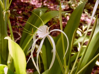 close up of a flower in the garden 