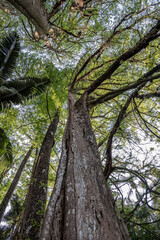 tree landscape in the park