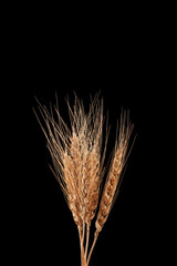 Dry ears of wheat or rye on black background. Natural golden color