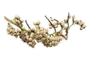 Rattan palm fruit isolated on white background