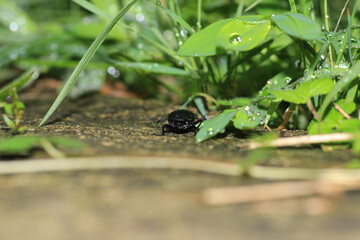 phosphuga atrata insect macro photo
