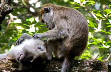 long tail monkey and friends