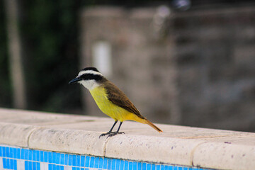 benteveo